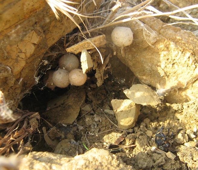 La vedova nera - Latrodectus tredecimguttatus